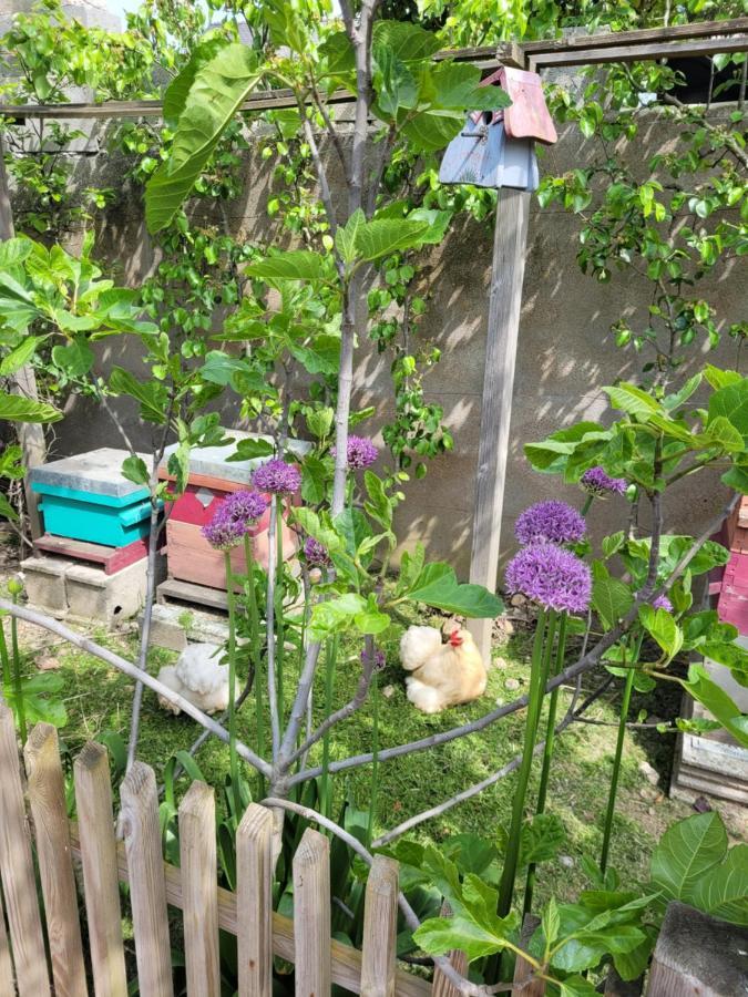 Tiny House Cosy 2 - Angers Green Lodge Extérieur photo